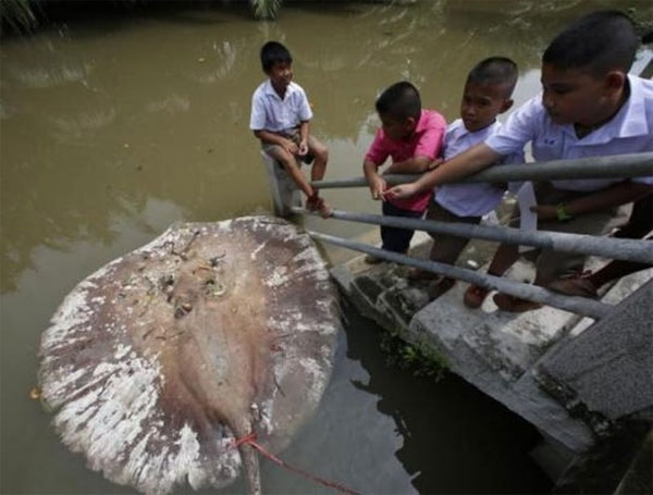 Picture 3 of Why do giant rays disappear mysteriously?