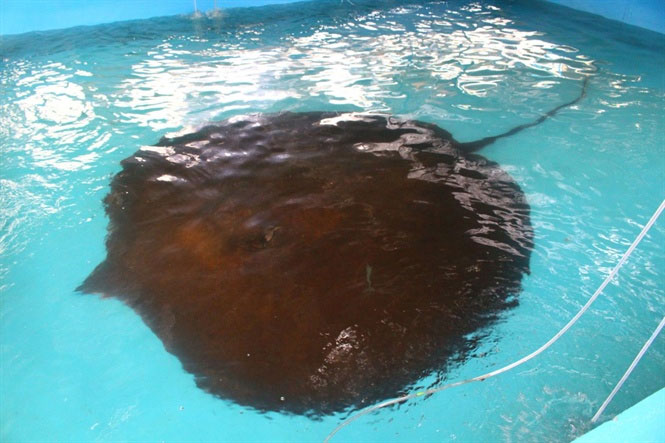 Picture 4 of Why do giant rays disappear mysteriously?