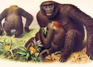 Picture 1 of Why do gibbons switch to two legs?