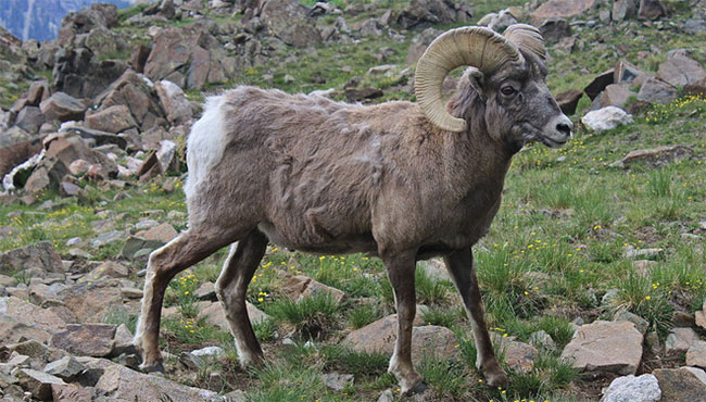 Picture 10 of Why do goats climb well?