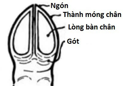 Picture 3 of Why do goats climb well?