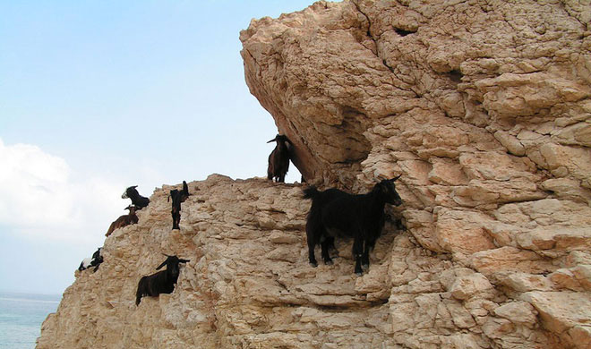Picture 5 of Why do goats climb well?