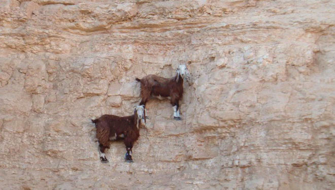 Picture 6 of Why do goats climb well?