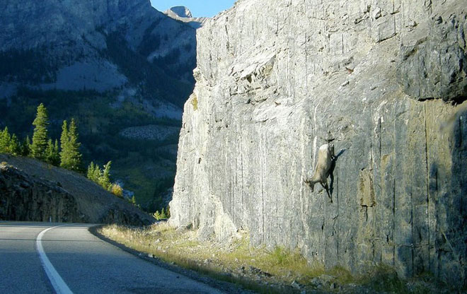 Picture 7 of Why do goats climb well?