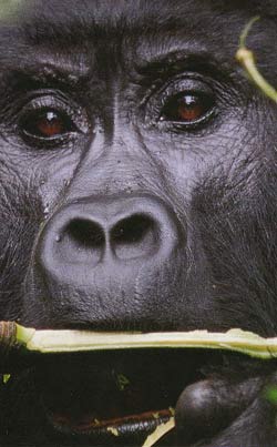 Picture 1 of Why do gorillas eat rotten wood?