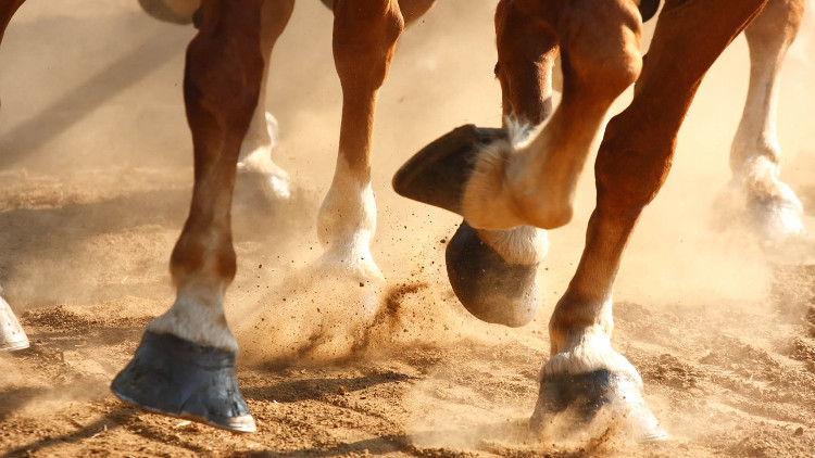 Picture 1 of Why do horse hooves have only one finger?