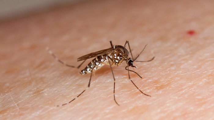 Picture 1 of Why do humans not erase mosquitoes?