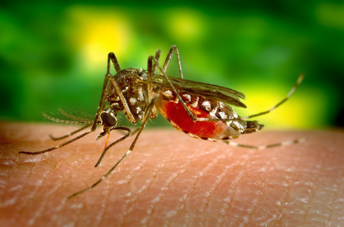 Picture 2 of Why do humans not erase mosquitoes?