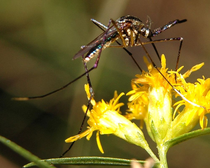 Picture 3 of Why do humans not erase mosquitoes?