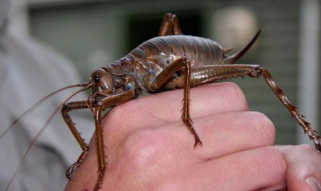 Picture 6 of Why do insects abandon their large prehistoric bodies and become smaller and smaller?