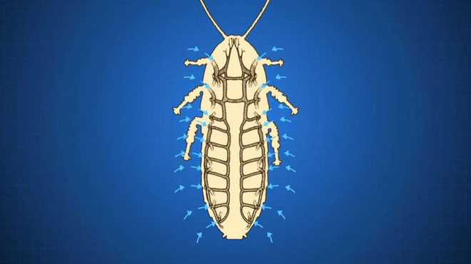 Why do insects have such a small size?  Why do cockroaches lose their heads and still live? images 4