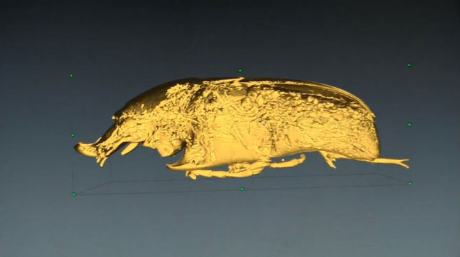 Why do insects have such a small size?  Why do cockroaches lose their heads and still live? images 5