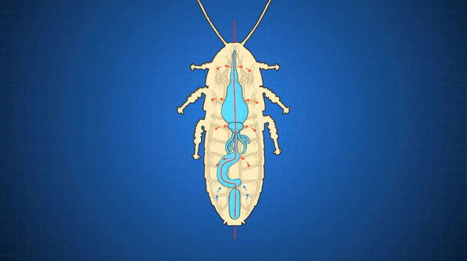 Why do insects have such a small size?  Why do cockroaches lose their heads and still live? images 8