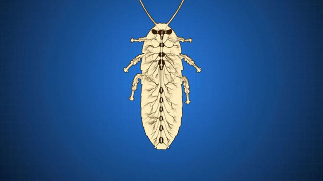 Why do insects have such a small size?  Why do cockroaches lose their heads and still live? images 9