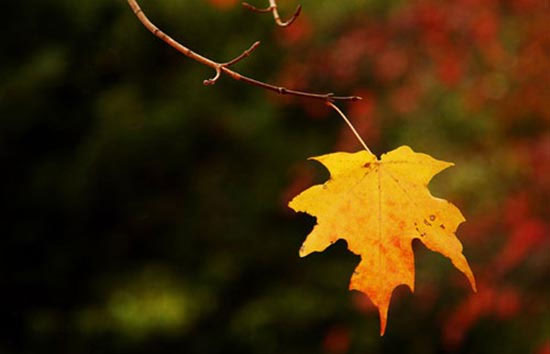 Picture 1 of Why do leaves on the last fall?