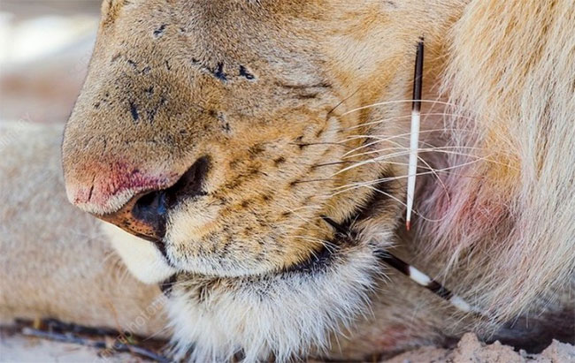 Picture 2 of Why do lions prefer to hunt porcupines whether they can be hurt or die of porcupine?