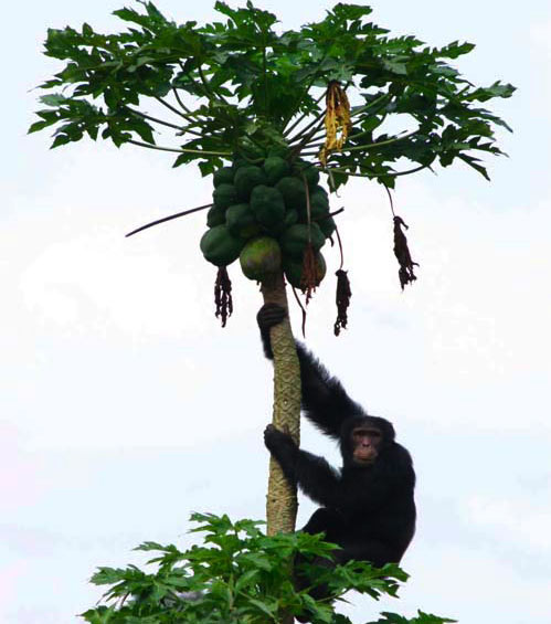 Picture 1 of Why do male chimpanzees like adventure?