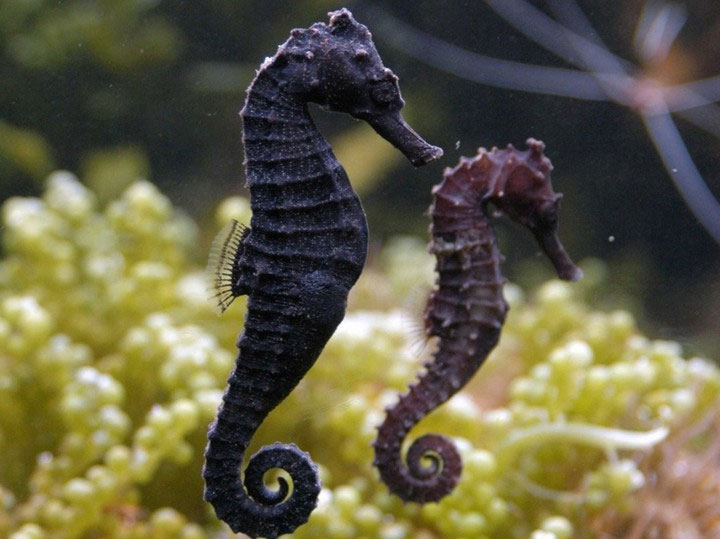 Why Do Male Seahorses Become Pregnant And Give Birth To Children That ...