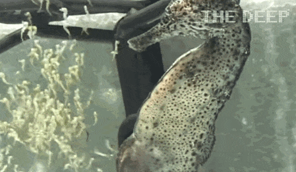 Picture 4 of Why do male seahorses become pregnant and give birth to children that are not females?