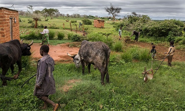 Picture 1 of Why do many diseases originate in Asia and Africa?