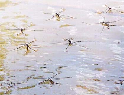 Picture 3 of Why do mosquitoes walk on water and on walls?