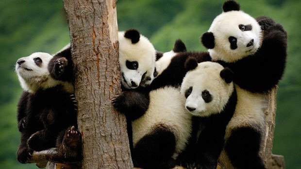 Picture 1 of Why do pandas like to listen to love songs when doing 'sex'?