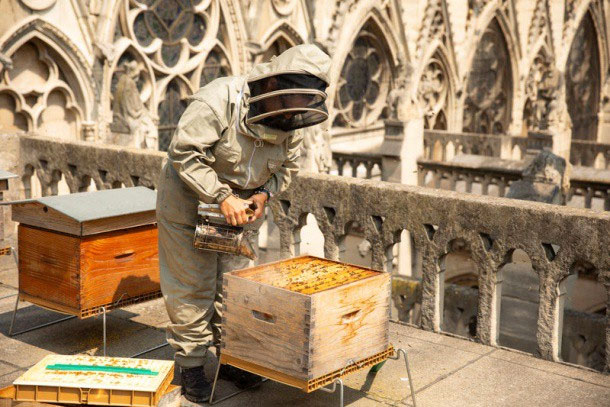 Why do Parisians raise bees to take honey from the dome of buildings? images 3