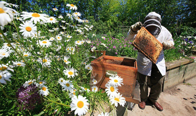 Why do Parisians raise bees to take honey from the dome of buildings? images 4