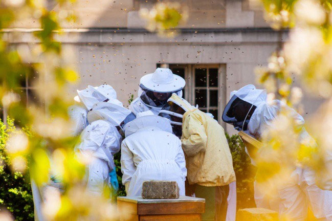 Why do Parisians raise bees to take honey from the dome of buildings? images 5