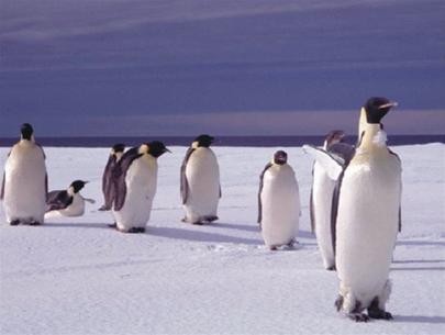 Picture 1 of Why do penguins waddle?
