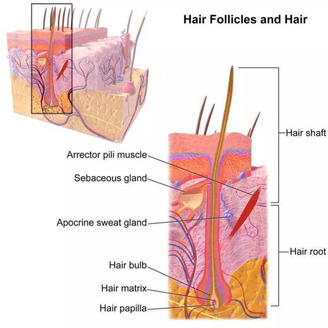 Picture 4 of Why do people have to cut their hair and not other animals?