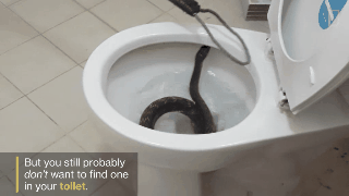 Picture 5 of Why do people keep catching snakes in the toilet?