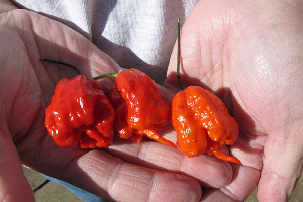Picture 4 of Why do people like to eat spicy?