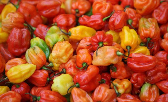 Picture 5 of Why do people like to eat spicy?