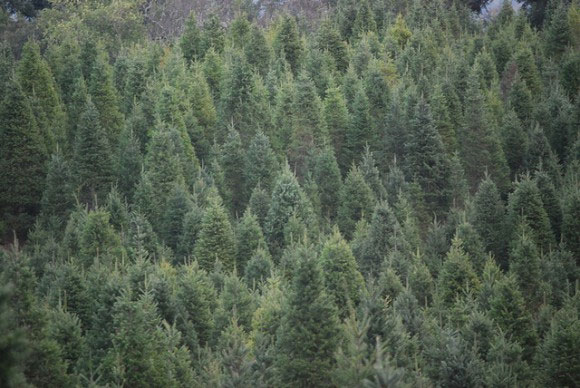 Picture 1 of Why do pine trees have pyramids?
