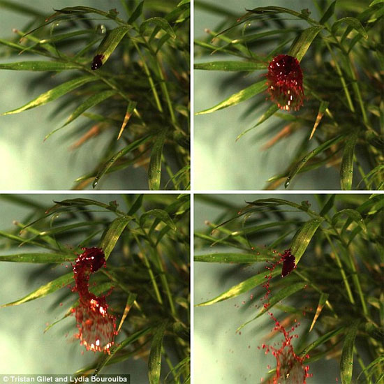 Picture 1 of Why do plants increase disease after rain?