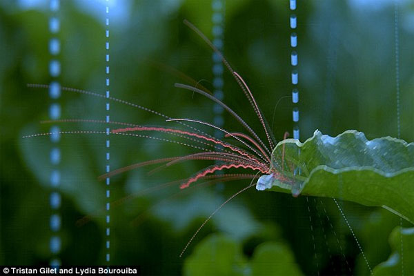 Picture 2 of Why do plants increase disease after rain?