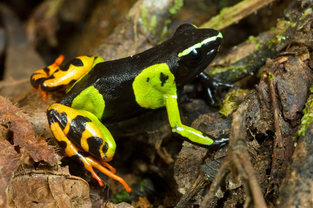 Picture 1 of Why do poison frogs produce sugar and bile in the skin?