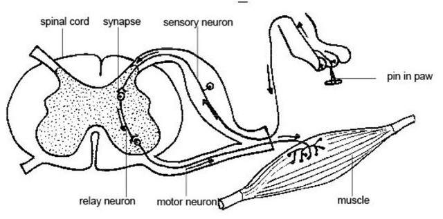 Picture 2 of Why do relieve itching scratching?