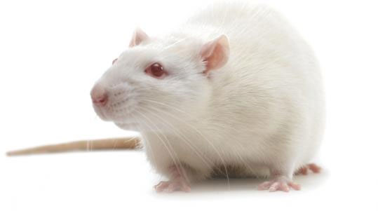 Picture 1 of Why do scientists often use mice to do experiments?