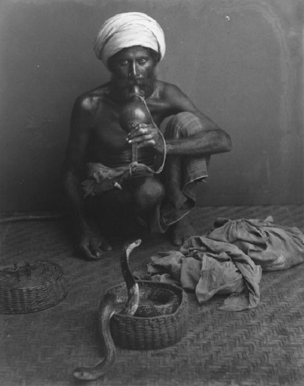 Picture 1 of Why do snakes without ears hear the flute?