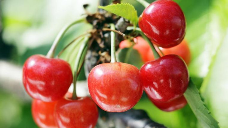 Picture 4 of Why do some Japanese fruits have super expensive prices?