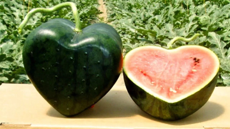 Picture 6 of Why do some Japanese fruits have super expensive prices?