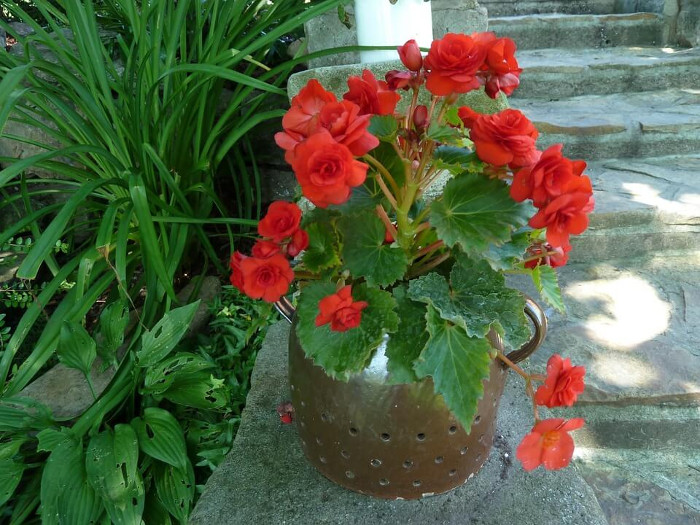 Picture 3 of Why do some plants have green leaves?