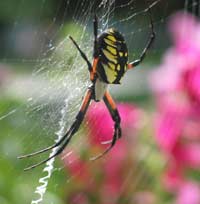 Picture 1 of Why do spiders spread silk?