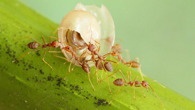 Picture 2 of Why do the ants go back and forth to the nest, how did they do it?