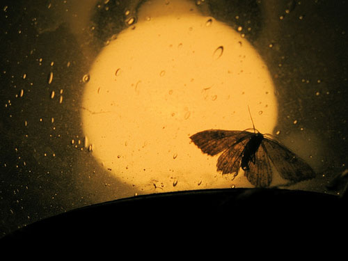 Picture 2 of Why do the ephemera head into light?