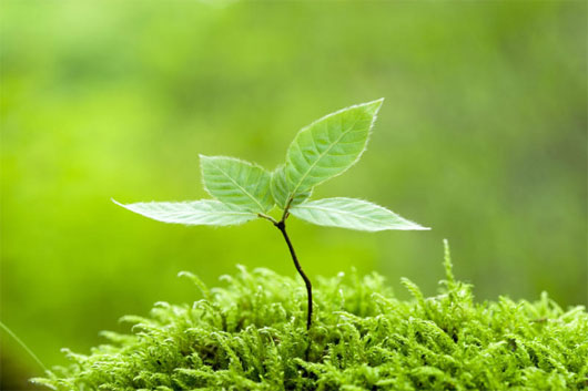 Picture 1 of Why do trees always grow toward light?