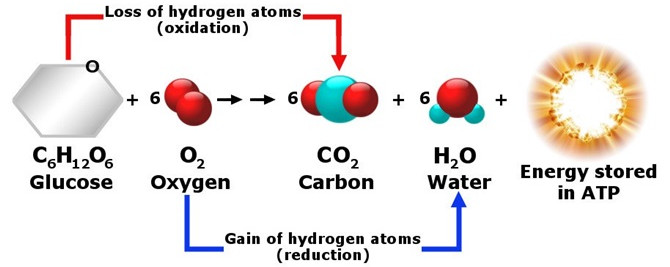 Why Do We Breathe Out Warm Air