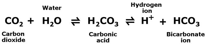 Why do we breathe out carbon dioxide?